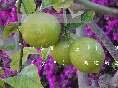 中安信業(yè)貸款逾期怎么算(中安信業(yè)貸款逾期怎么算)
