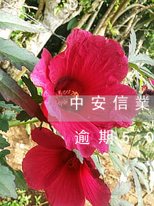 中安信業(yè)逾期-中安信業(yè)逾期500天了會(huì)不會(huì)影響生活