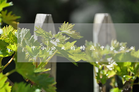 中小企业的特点(中小企业的特点和作用)