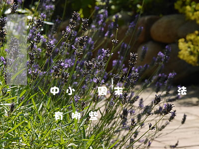 中小學周末補課違法嗎（學校加課的舉報方法有哪些）