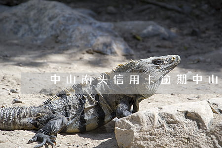 中山南头信用卡逾期(中山南头信用卡逾期)