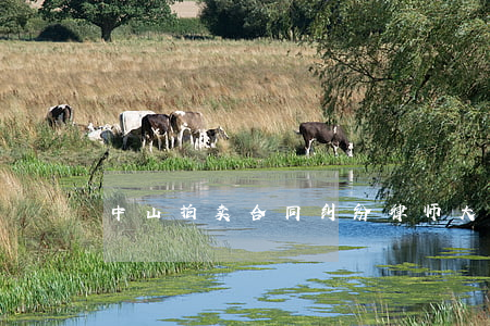 中山拍卖合同纠纷律师大概多少钱