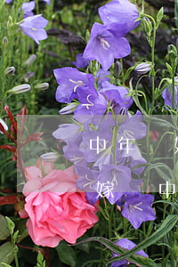 中年離婚男人對(duì)小姑娘(年輕女孩嫁給中年離異男人)