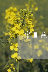 中廣核富盈逾期還款(中廣核富盈回不了款)