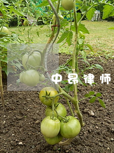 中昂律师事务所怎么样