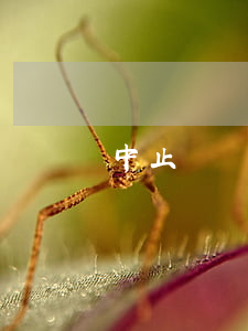 中止訴訟可以復議嗎(復議終局可以訴訟嗎)