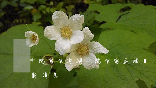中瑞富信逾期-瑞信富盈理財(cái)最新消息