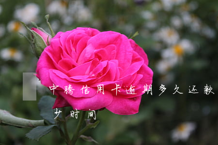 中腾信用卡逾期多久还款(中腾信逾期最长多少时间)
