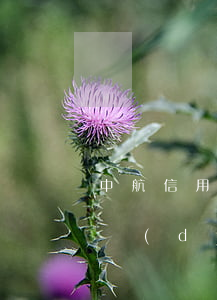 中航信用卡逾期多久能提前還款(信用飛還款當(dāng)天時間延遲多久)
