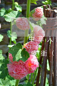 中華人民共和國(guó)基本醫(yī)療衛(wèi)生與健康促進(jìn)法