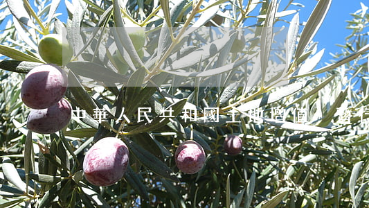 中華人民共和國土地增值稅暫行條例