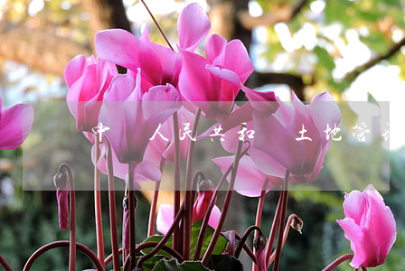 中華人民共和國土地管理法實施條例