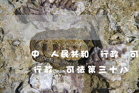 中華人民共和國行政許可法(中華人民共和國行政許可法第三十八條)