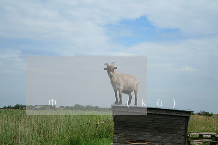 中華遺囑庫(kù)