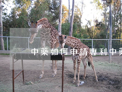 中藥如何申請專利(中藥申請專利流程)