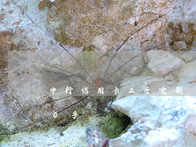 中行信用卡三千逾期還款(信用卡逾期3000多)