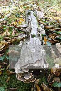 中行信用卡了逾期還款后不能用(為什么信用卡逾期了還能用)