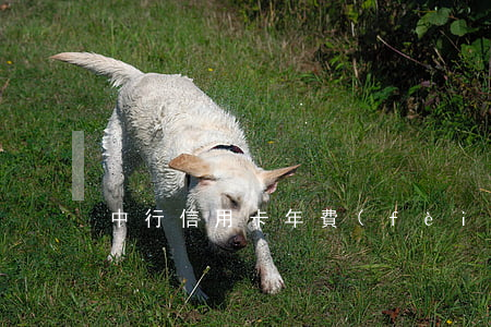 中行信用卡年費(fèi)未交逾期