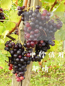 中行信用卡怎樣查詢逾期(如何查詢信用卡逾期情況)