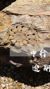 中行信用卡沒有逾期凍結(jié)(信用卡逾期導(dǎo)致銀行卡凍結(jié)怎么辦)