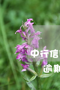 中行信用卡無逾期被暫停使用了（中行信用卡無逾期被暫停使用）