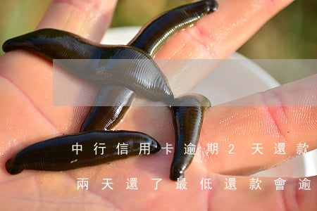 中行信用卡逾期2天還款嗎(中信銀行逾期了兩天還了最低還款會逾期嗎)