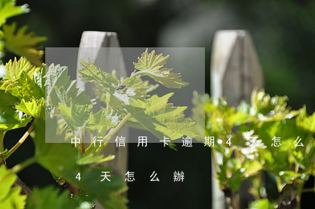 中行信用卡逾期4天怎么辦(中行信用卡逾期4天怎么辦)