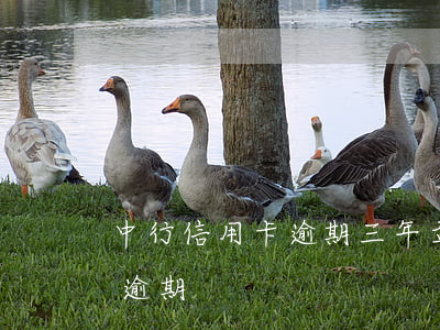 中行信用卡逾期三年立案(三年前信用卡严重逾期)