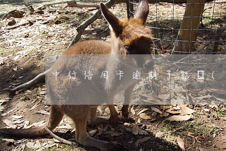 中行信用卡逾期了能開(kāi)通嗎