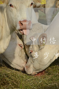 中行信用卡逾期手續(xù)費(fèi)多少(中國(guó)銀行還信用卡有手續(xù)費(fèi)嗎)