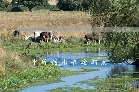 中行信用卡逾期次數(shù)查詢