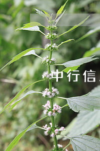 中行信用卡逾期聯(lián)系不上客服