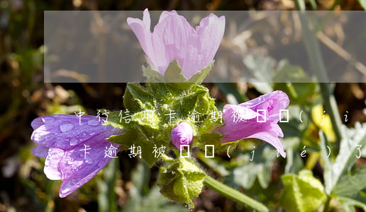 中行信用卡逾期被凍結(jié)(中行信用卡逾期被凍結(jié)了還能解凍嗎)