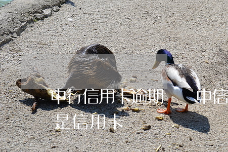 中行信用卡逾期詐騙(中信銀行圓夢金逾期算是信用卡詐騙嗎)