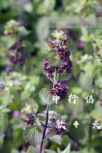 中行信用卡逾期還款4天(中行信用卡逾期還款4天)