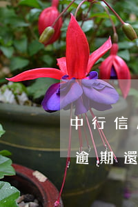 中行信用卡逾期還清后能不能用(中行信用卡逾期還清后能不能用)