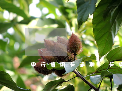 中行信用卡逾期鎖卡(中行信用卡逾期鎖卡)