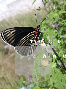 中行公积金消费贷款多久算逾期-中行公积金消费贷款多久算逾期的