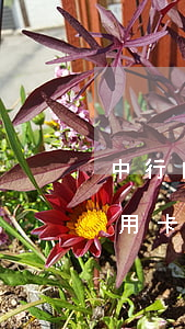 中行白金信用卡透支額度(中行最好的白金信用卡)