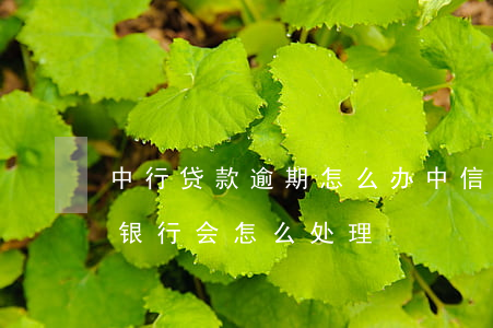 中行贷款逾期怎么办(中信贷款逾期半年多了,银行会怎么处理?)