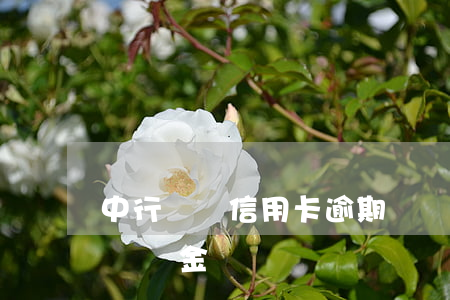 中行車貸信用卡逾期滯納金(車貸逾期有沒有滯納金)