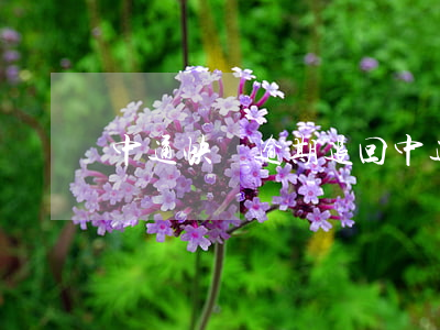 中通快遞逾期退回(中通快遞滯留多久會退回)