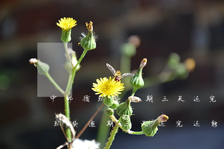 中邮循环贷逾期三天还完还能用吗-中邮循环贷逾期三天还完还能用吗安全吗