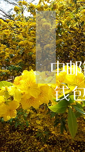 中邮钱包欠六万多还不上了怎么办-欠中邮钱包5.6万还了3期还不起了,会被告诈骗吗