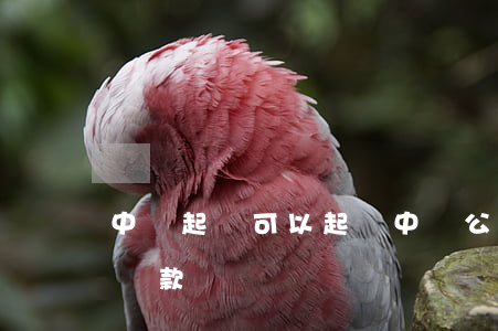 中郵 起訴（可以起訴中郵公司協(xié)商還款嗎）