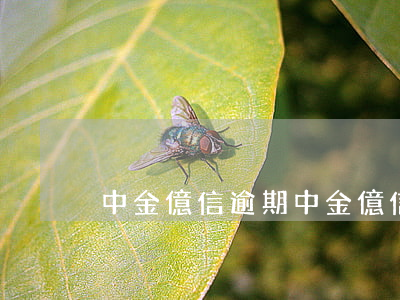 中金億信逾期(中金億信案子進展)