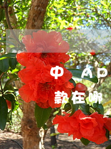 中銀APP逾期還款(中國銀行app逾期還款在哪)