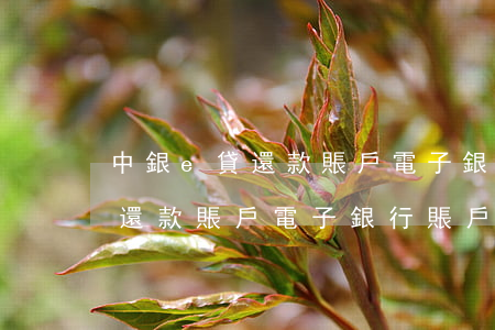 中銀e貸還款賬戶電子銀行賬戶-中銀e貸還款賬戶電子銀行賬戶是什么