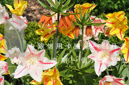 中銀信用卡逾期一個月還最低還款-中銀信用卡逾期一個月還最低還款有影響嗎