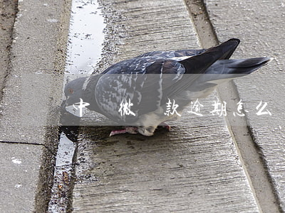 中銀微貸款逾期怎么辦(中銀微貸款是什么)